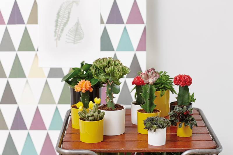 fotostyling voor elho 01
