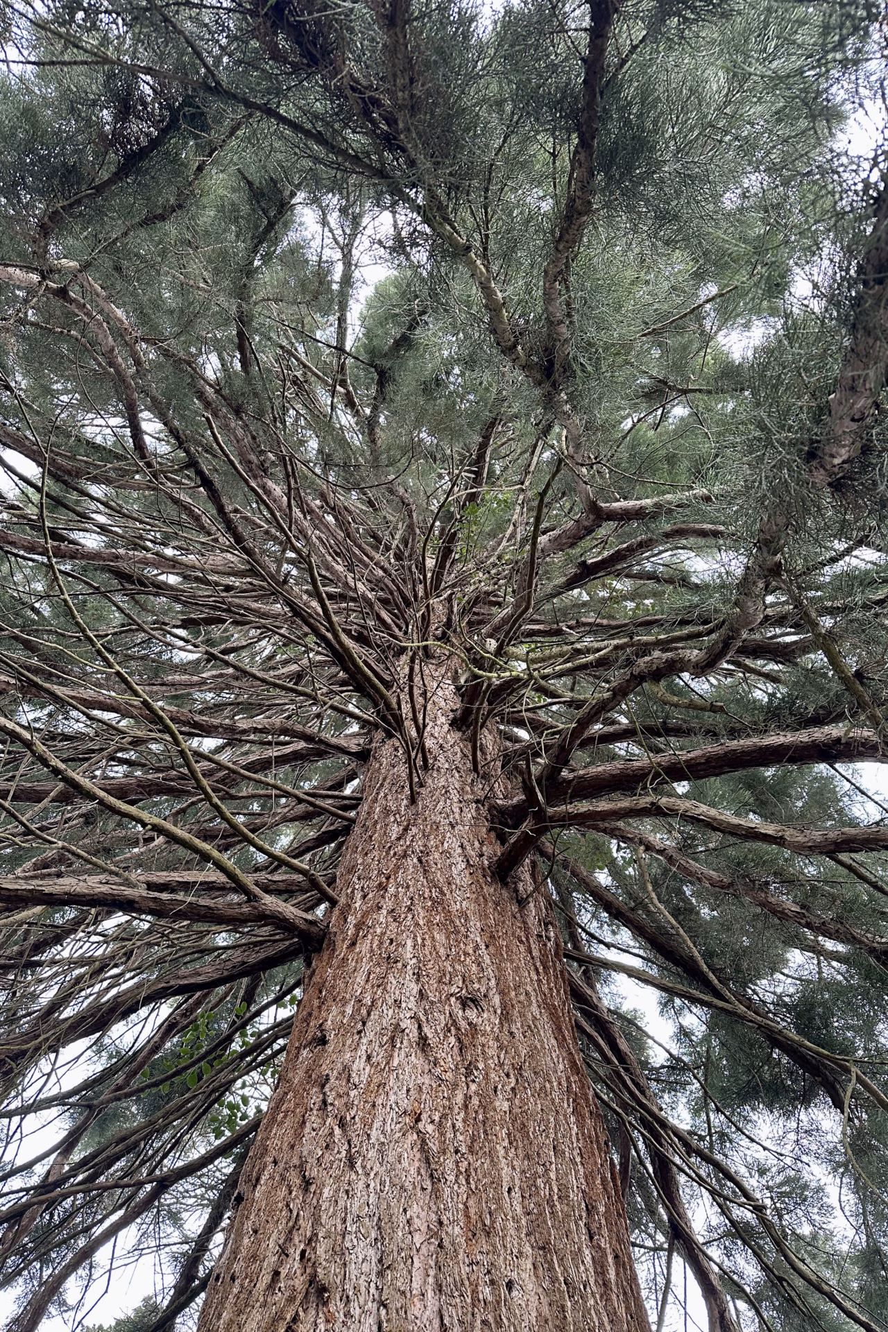 arboretum oude boom